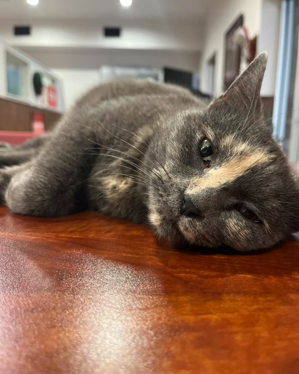 It is with heavy hearts that we share the passing of our beloved office cat, Patches. She was a cherished member of the Matthew Williams State Farm team, bringing comfort and joy to our office each day. We will deeply miss her gentle presence and the happiness she brought to our team and visitors. Thank you to everyone who loved and cared for Patches! Her passing is a reminder to appreciate the people and moments that matter most. Rest in peace, sweet Patches. She will always hold a special place in our hearts.