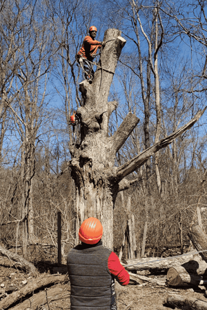 Images FT Stump Grinding and Tree Service