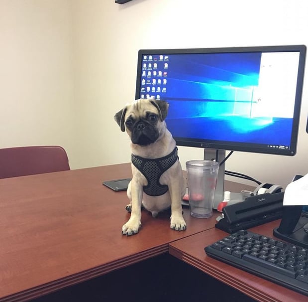 Images Stephen Quiles - State Farm Insurance Agent