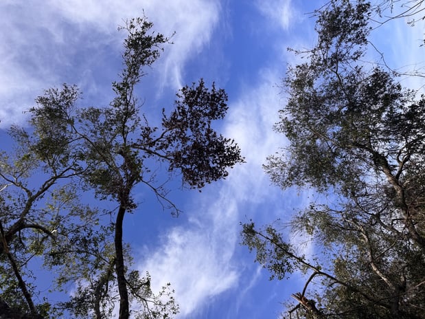 Images Trent's Tree Service The Neighborhood Arborist LLC