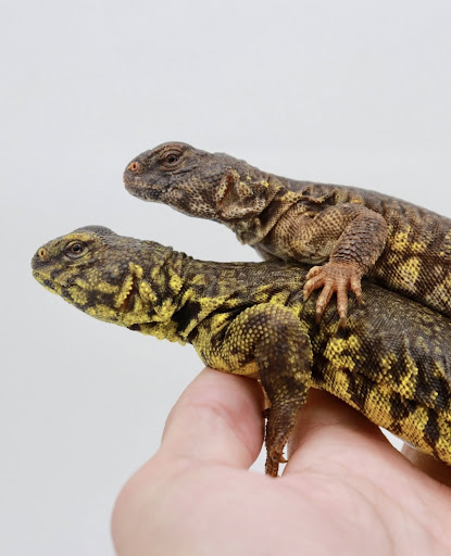 Images Cold Blooded Kingdom