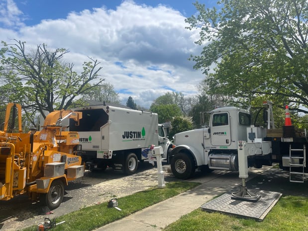 Images Justin Tree Services & Lawn Care