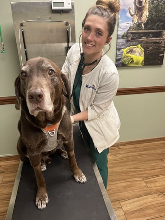 Images VCA Sanibel Animal Hospital