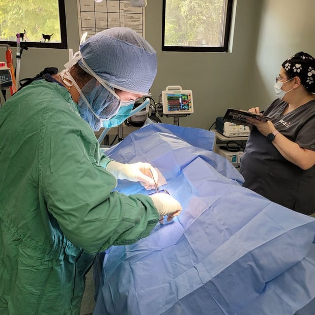 Images VCA Wrightsville Beach Animal Hospital