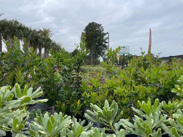 Images Rosehill Palms Landscaping & Garden Center