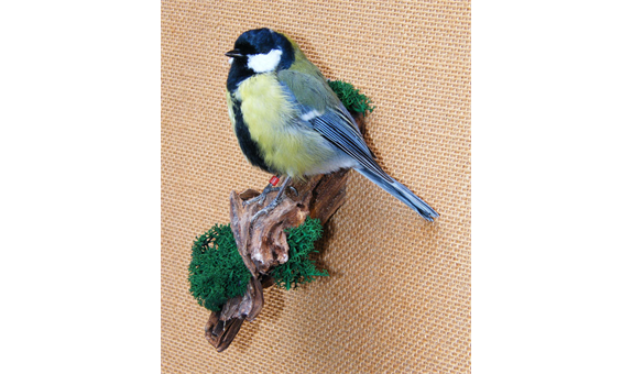 Bernhard Ramming Tierpräparationen, Zeltnerstr. 11 in Nürnberg