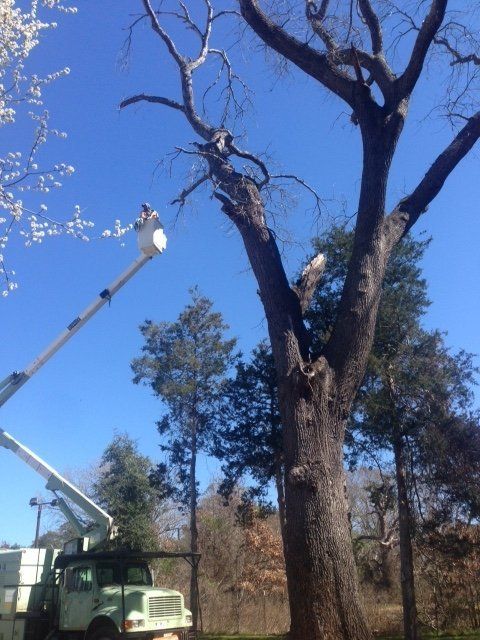 Images Glenn's Tree Service LLC