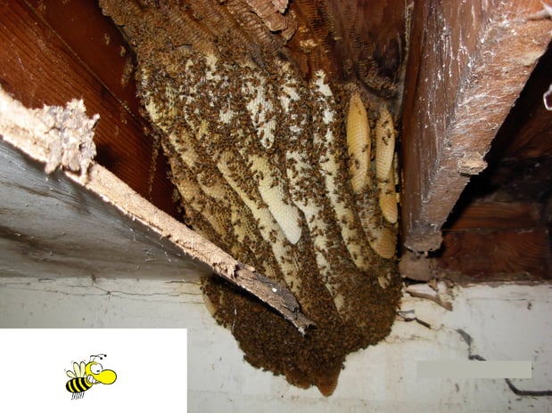 Images A Bee Solution