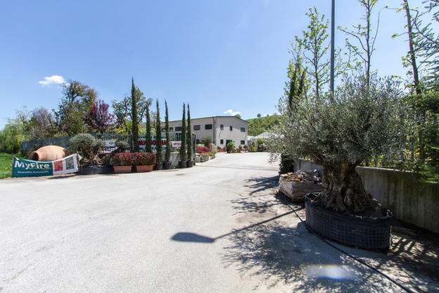 Images Vivaio Mignogna