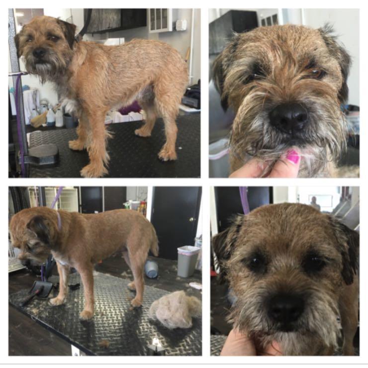 My 2nd hand strip Border Terrier. Hank was a perfect gentleman 