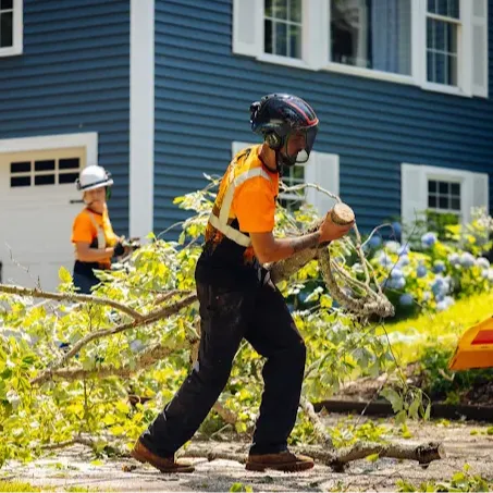 Images Denison Tree Removal