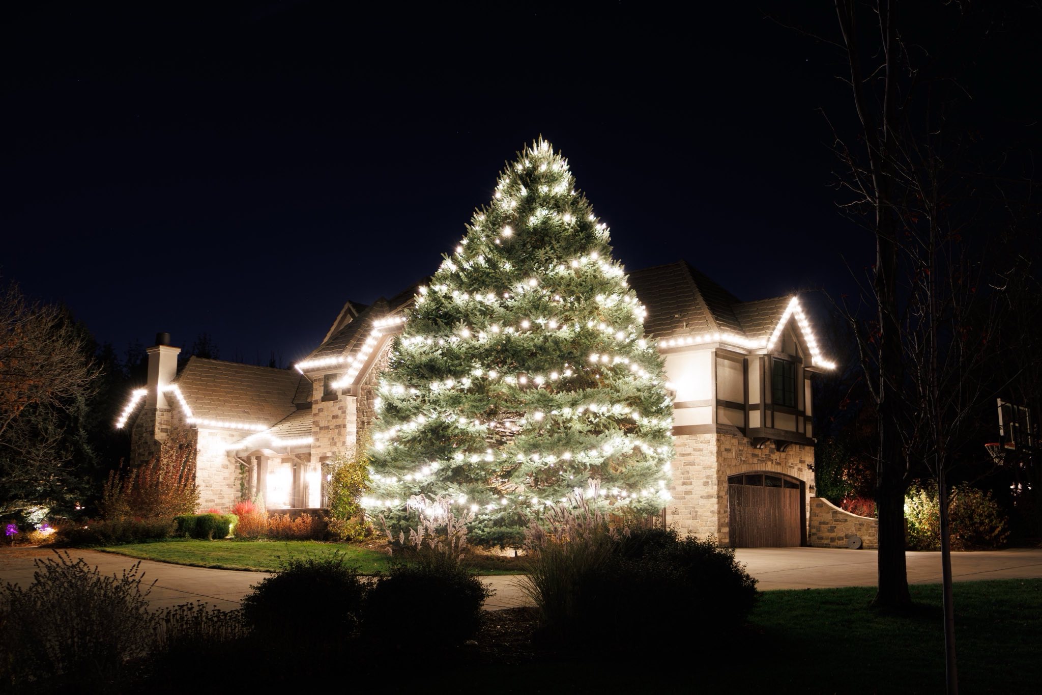 A mature spruce wrapped in warm white. Trees this size are lit from a lift, not a ladder. 