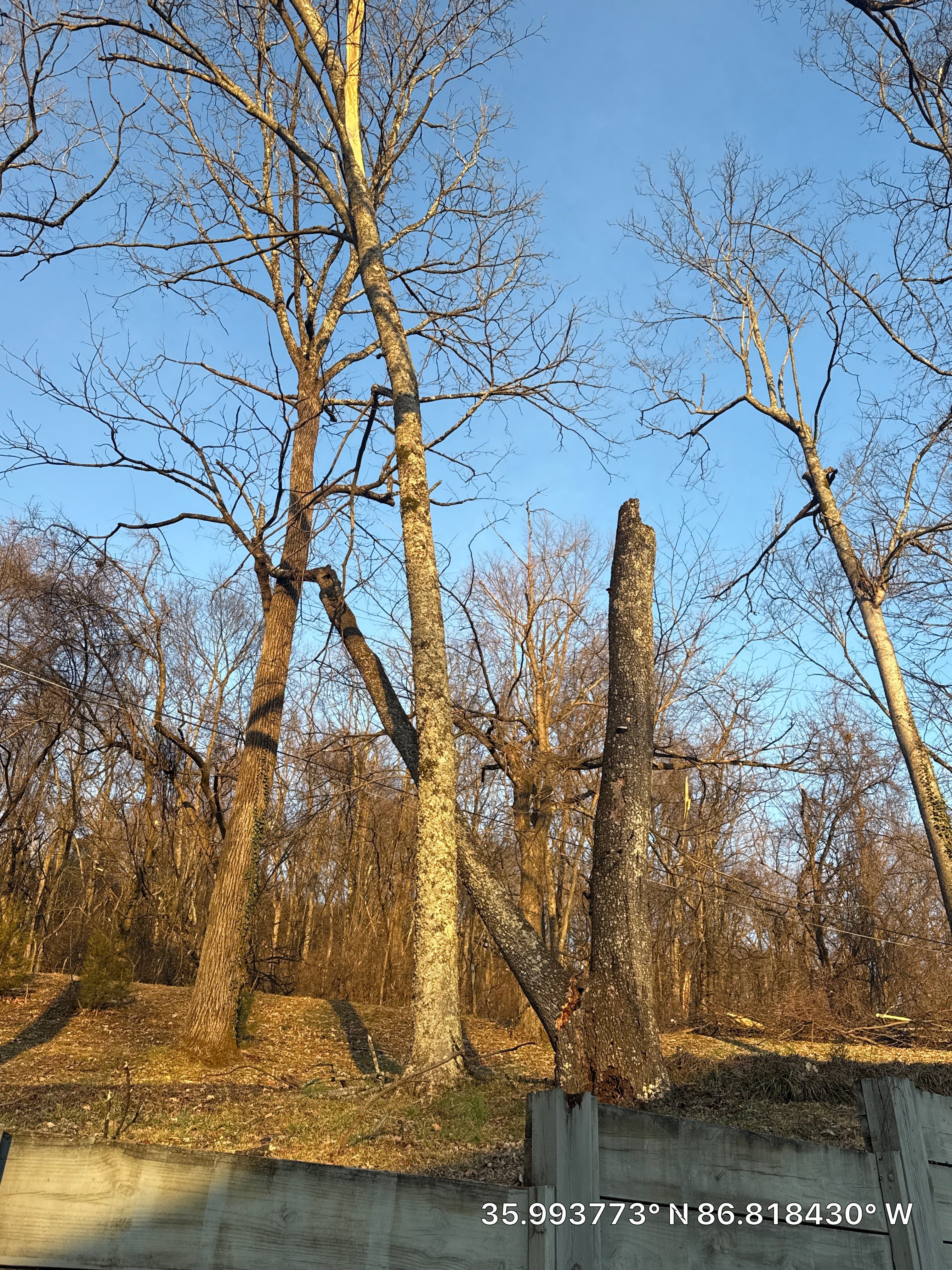Tree Masters of Tennessee