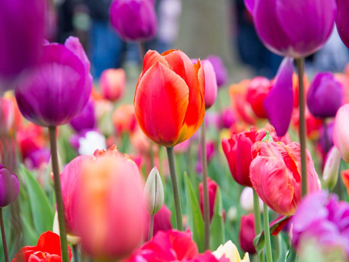 Bilder Der Holländer Blumen aus aller Welt