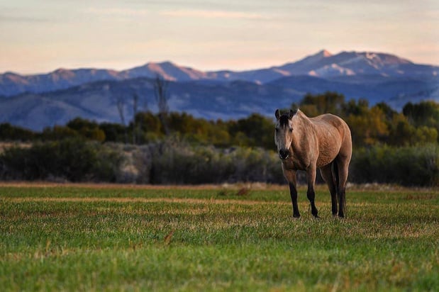 Images CM Ranch
