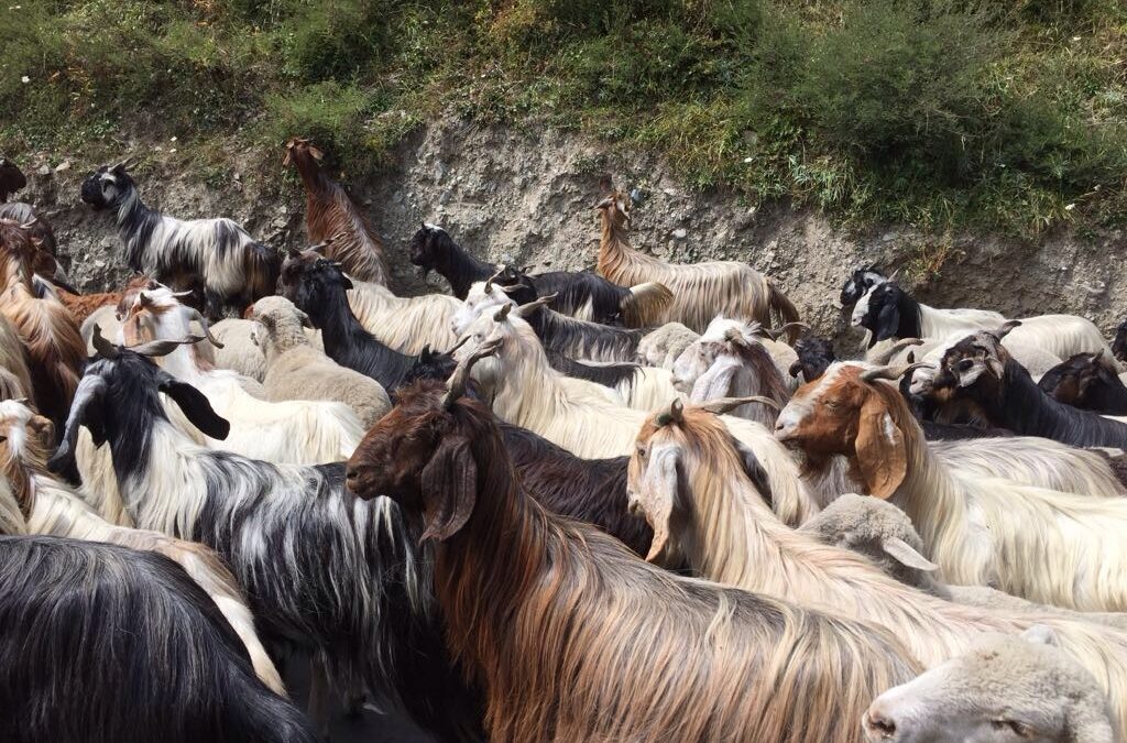 Bild 2 von Schöne Dinge mit Geschichten oder Schöne Dinge mit Geschichten | handverlesene Schals, Tücher und Stolen aus Naturmaterialien