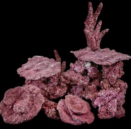 Seahorse Aquariums 5