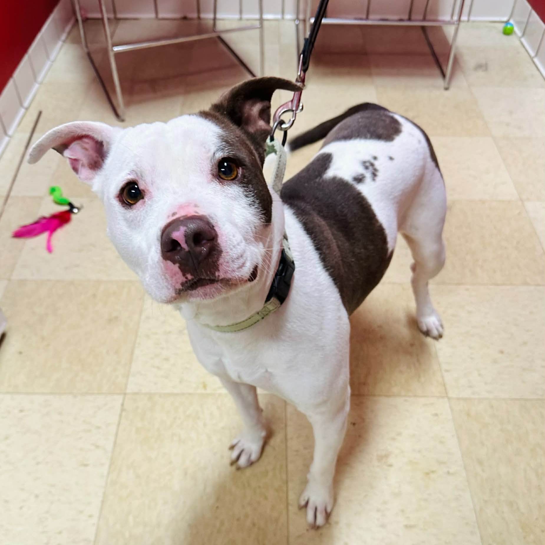 Our March Dog is still available for adoption at FCHS. Betty Crocker is a 5-year-old, 50lb spayed female who loves to stay active and would thrive in a home full of adventure like hiking, swimming, biking, or camping. She does well with calm dogs and enjoys children, but needs supervision during play. Meet her at the shelter. Adoption includes fees covered and a $150 PetSmart gift card courtesy of Jim Feighery State Farm Insurance.