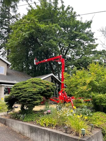 Images Urban Timber Tree Service of Portland OR