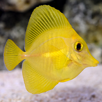 Images Coral Sea Aquariums