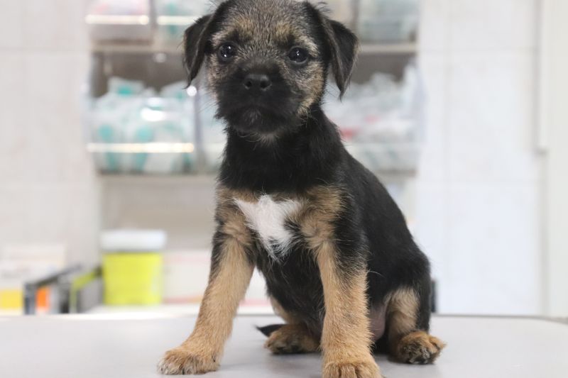 Kleintierpraxis Dr. med. vet. R. Hildebrand, Markt 49 in Werdau