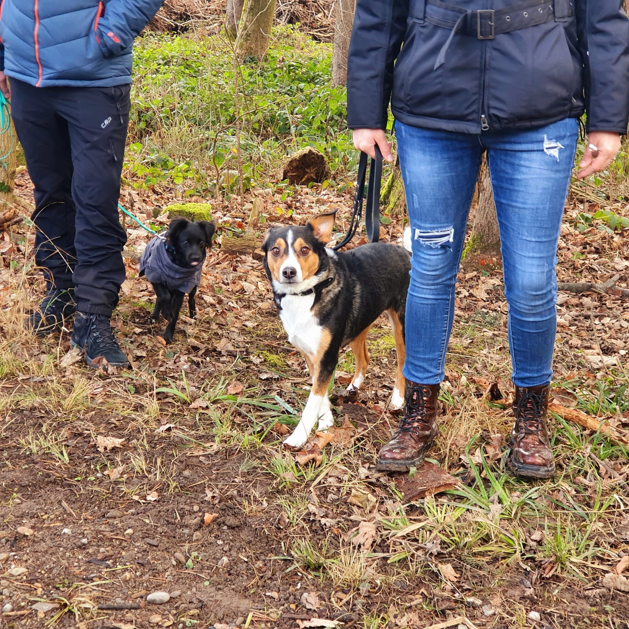 Bilder A-Z-Hundetraining