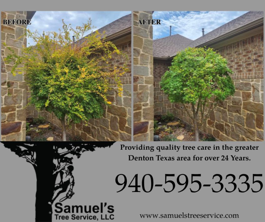 Denton Tree Pruning 