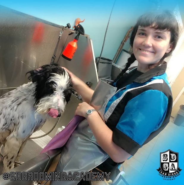 Images San Diego Grooming Academy