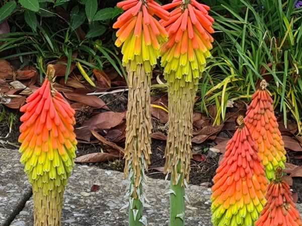 Bilder BRÜHWILER-GARTENBAU, BAUMPFLEGE