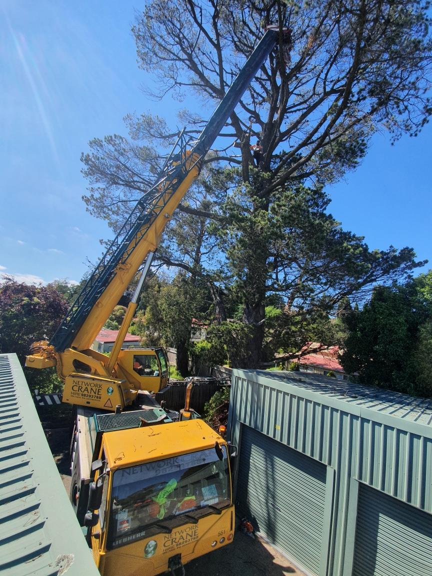 Images Above All Arbor