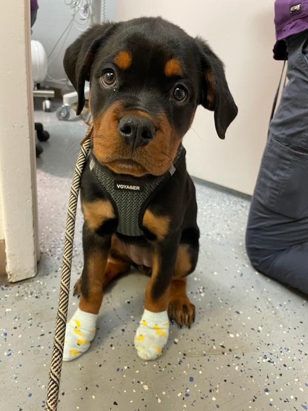 Images Sunshine Animal Hospital