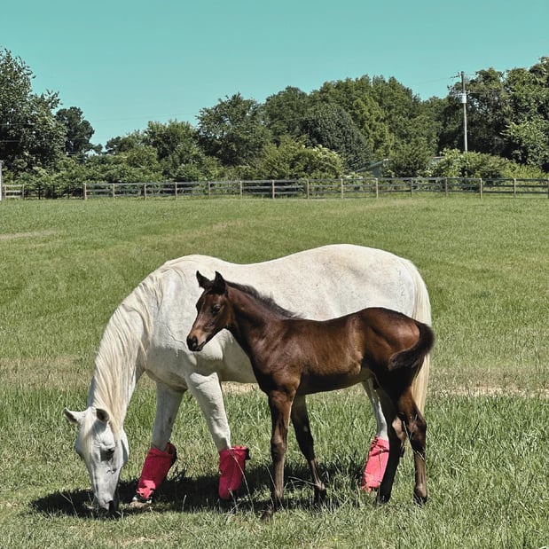 Images FULL CIRCLE EQUINE VETERINARY SERVICES