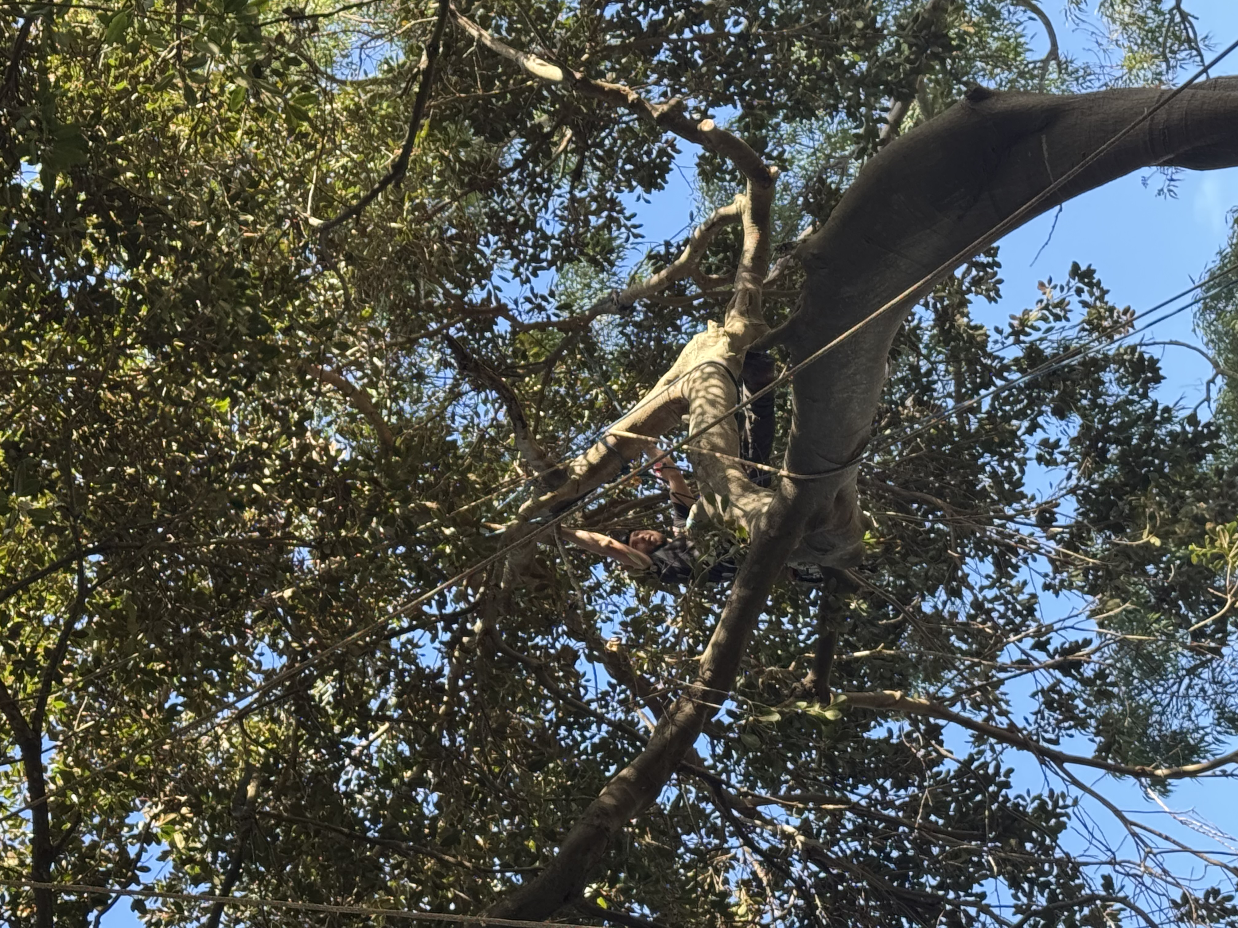 Images Above All Tree Services