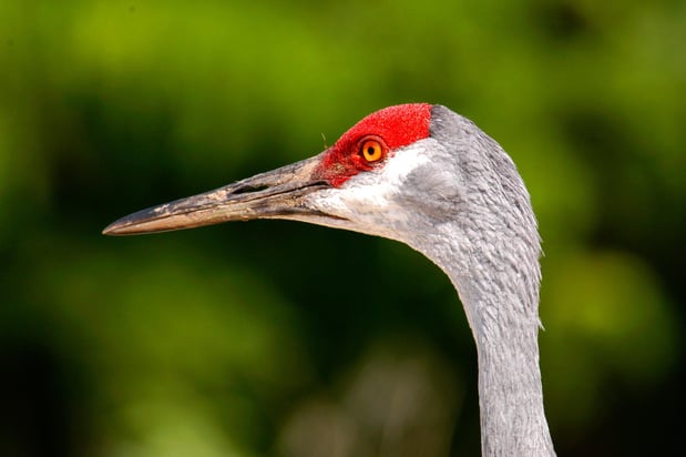 Images Crowne Plaza Kearney by IHG