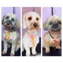 Images Pampered Pups Mobile Cuts