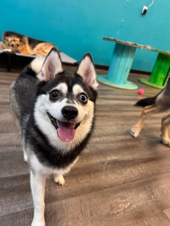 Images K9 Wonderland