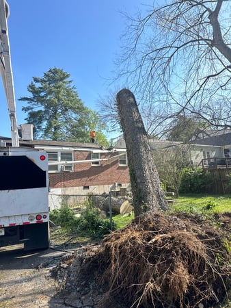 Images Tree Masters of Tennessee