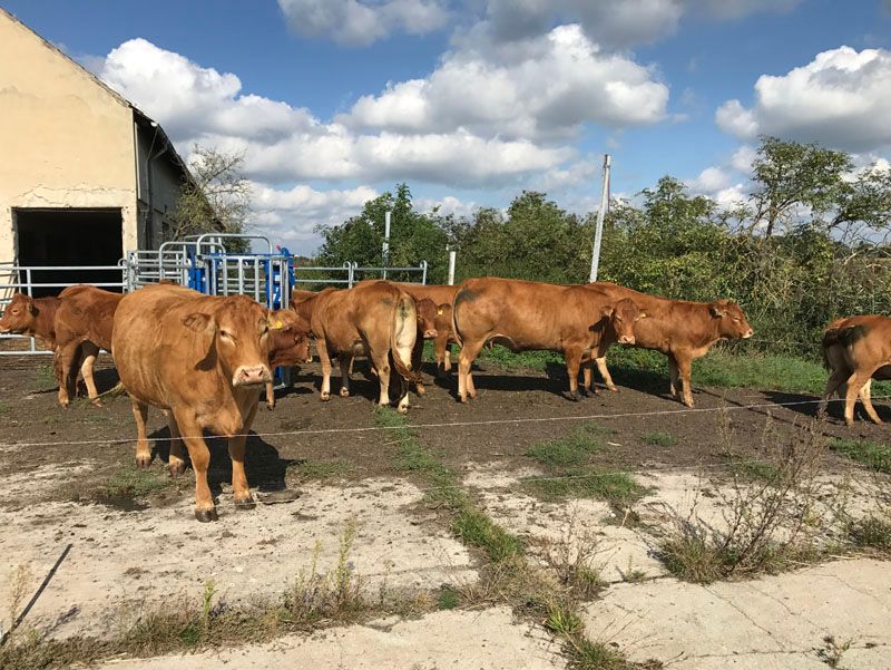 Torsten Laake Linther Limousinzucht, Ringstraße 38A in Linthe