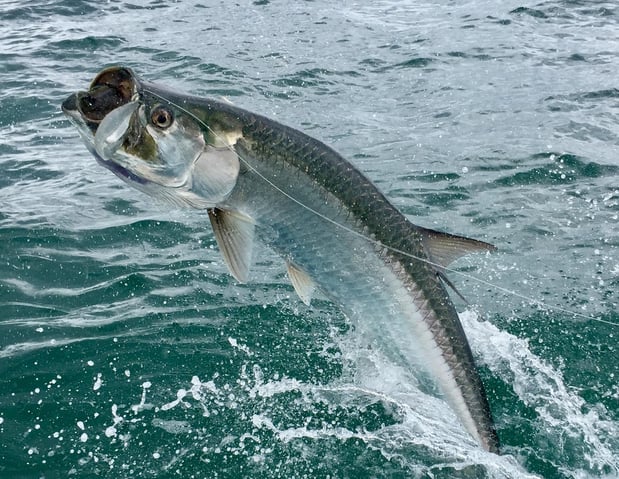 Images Reelfishing Charters