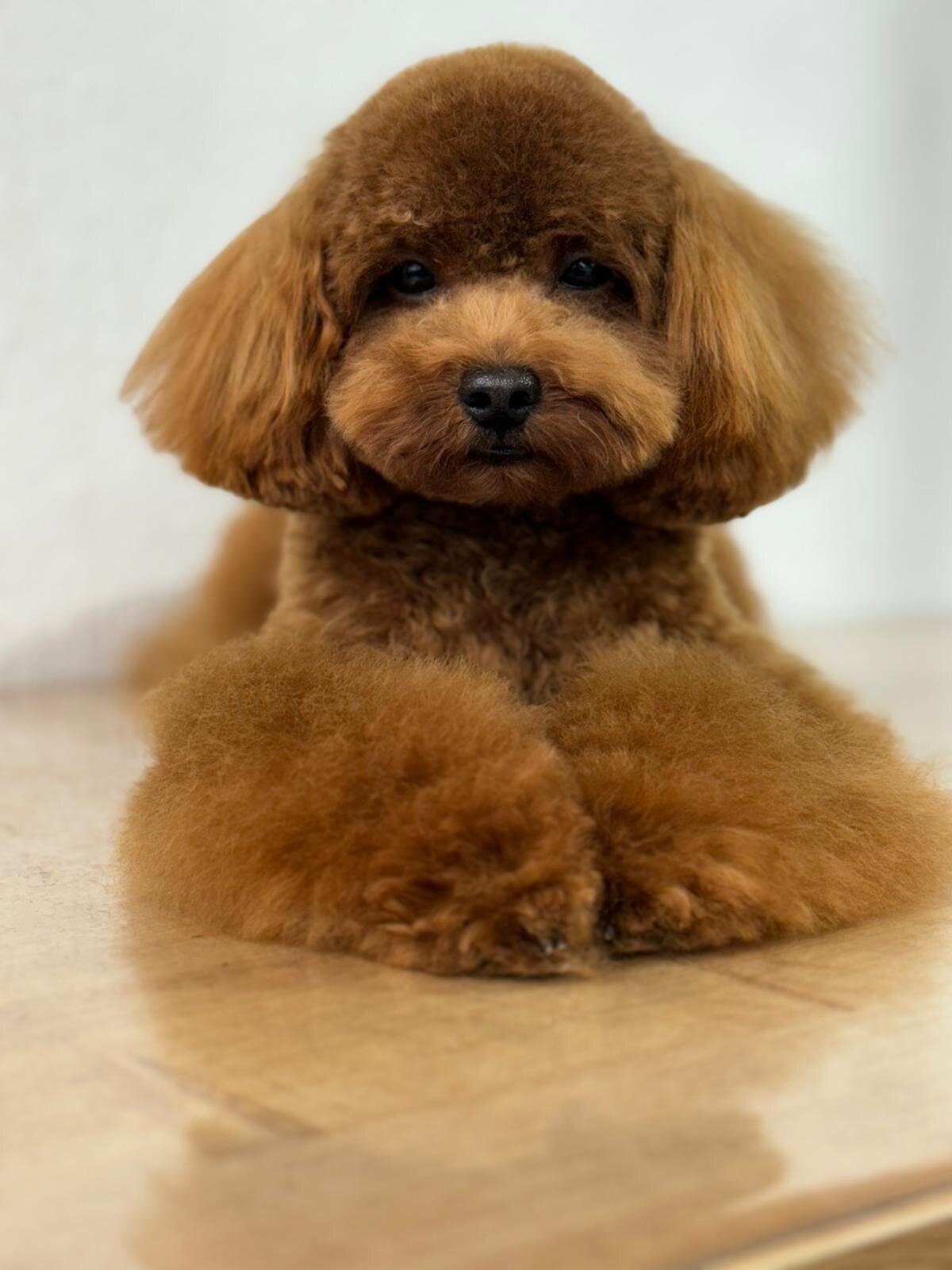 Images The Black Poodle Groom & Care S.L.