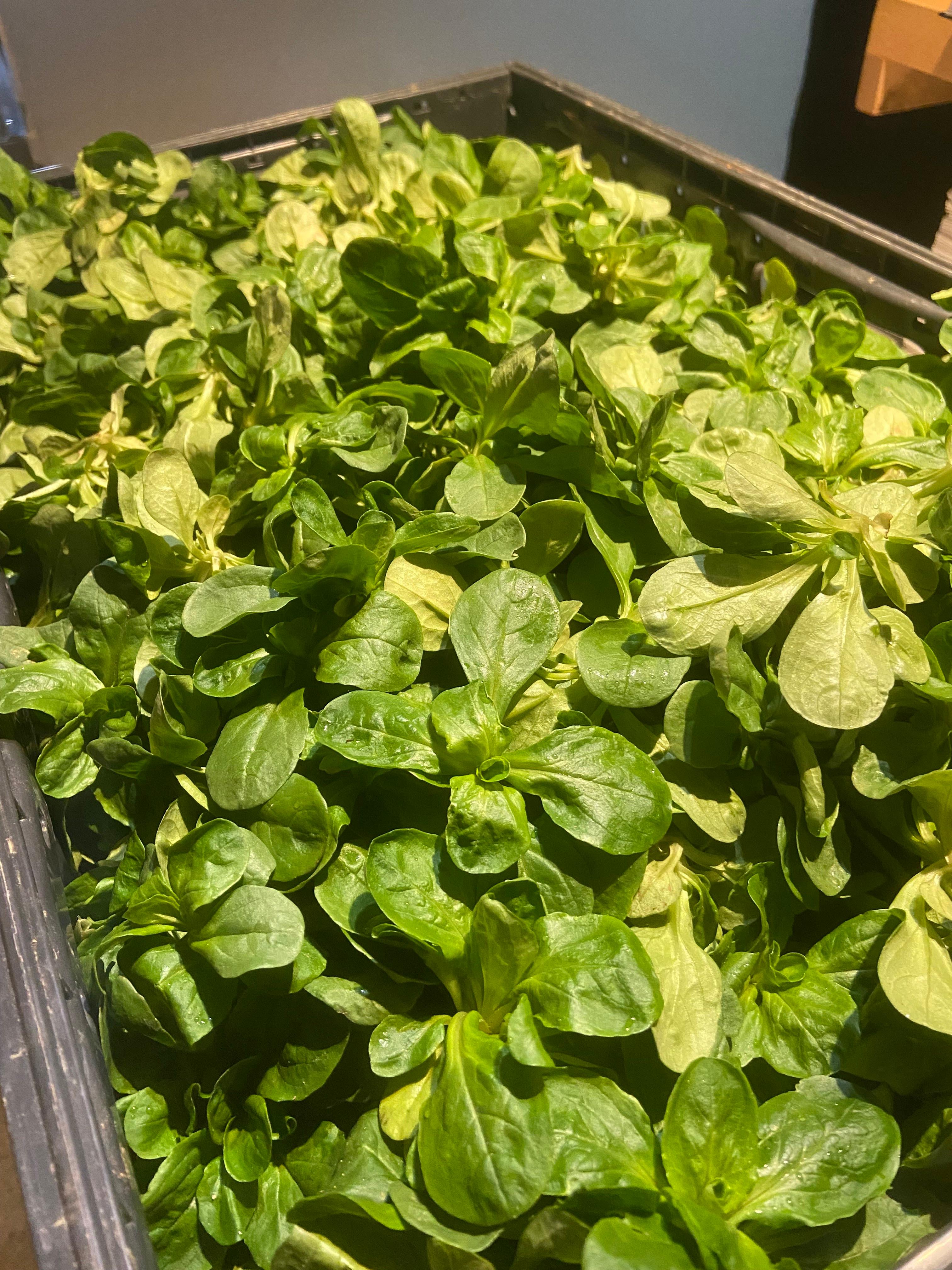 Bild 19 Restaurant Zum Weinberg in Freiburg im Breisgau