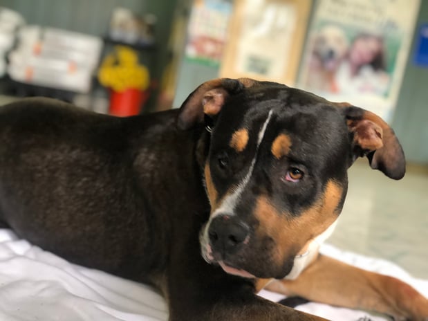 Images Melrose La Brea Animal Hospital