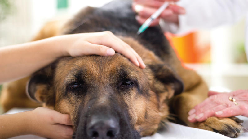 Start your pet off on the right paw with pet vaccinations.