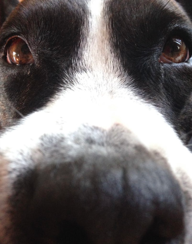 Images Officina della Pappa