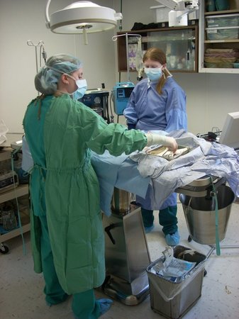 Images VCA Cedar Animal Hospital