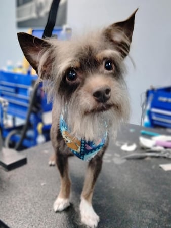 Images Your Trusted Pet Sitter