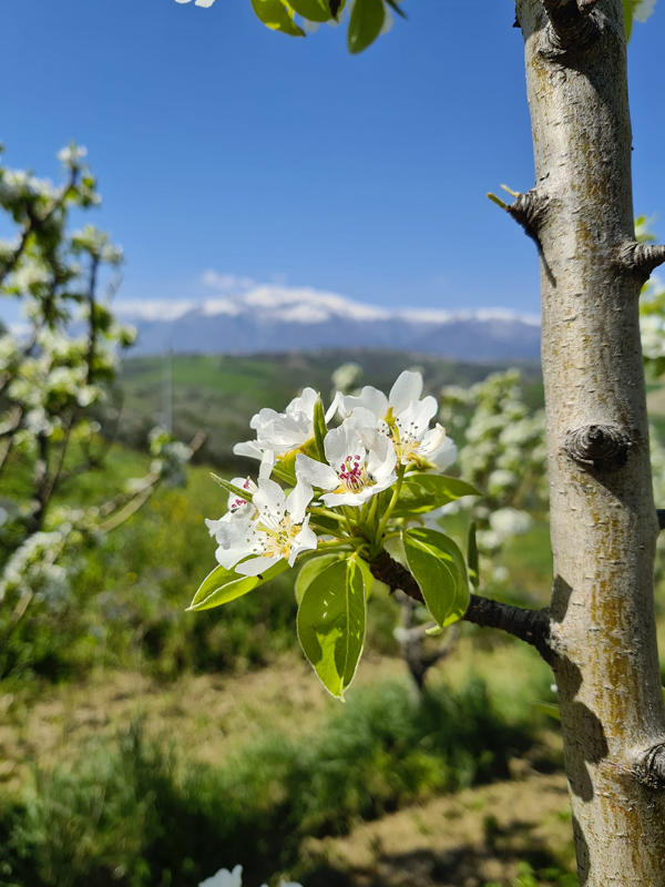 Images Azienda Agricola Spadano