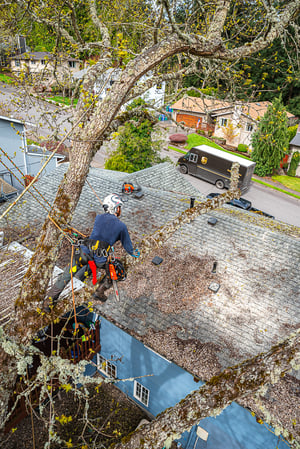 Images Branching Out Tree Care, LLC