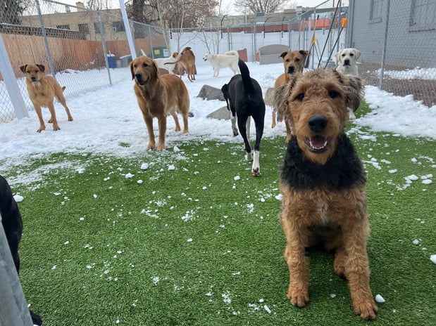 Images Dog House Denver