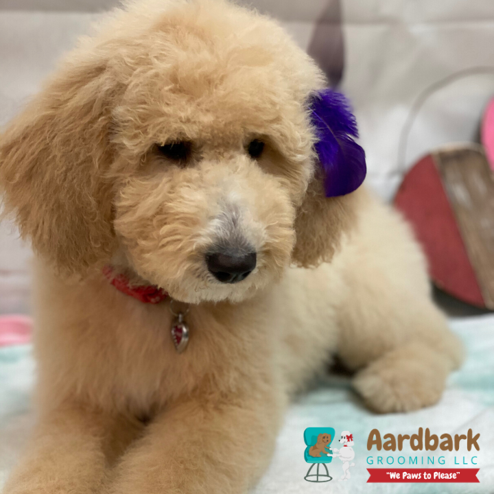 Aardbark Grooming Photo